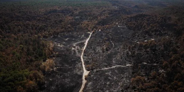 La forêt de Fontainebleau, ravagée par un incendie en juillet, rouvre partiellement au public samedi