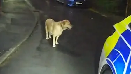Vor ihm kann er sich nicht verstecken - Hund verrät Herrchen an die Polizei
