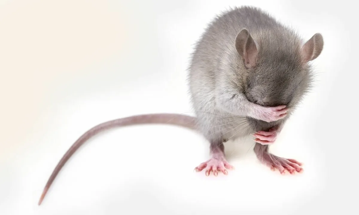 Cientistas criam fêmeas clonadas a partir de ratos machos