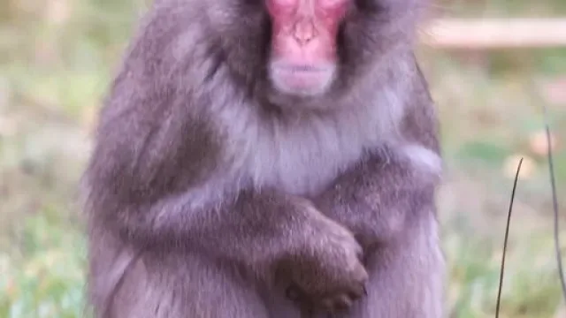 Macaco fugitivo regressa a zoo na Escócia após escapar durante a noite