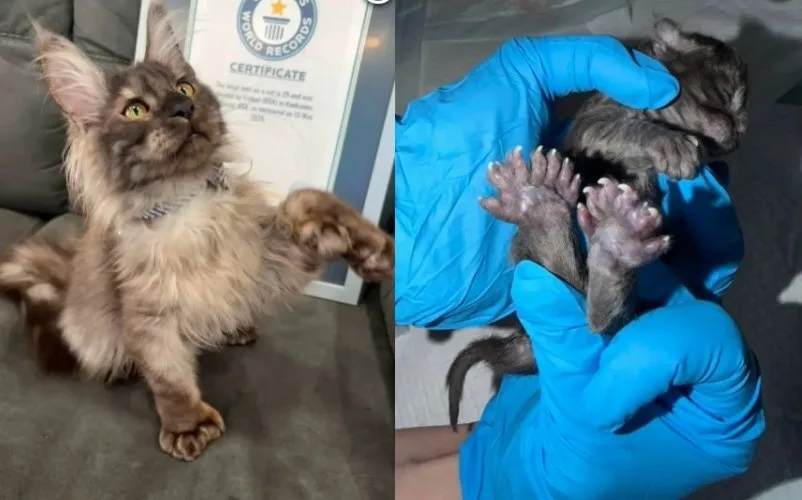 발가락만 29개…美 고양이, 세계 최다 발가락 기네스 기록