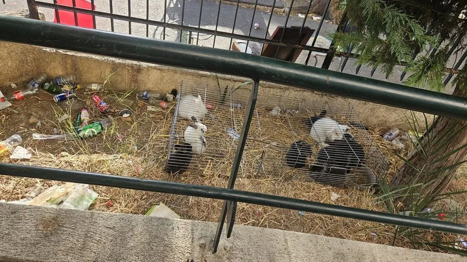 VIDÉO - Des dealers de Marseille offrent des lapins vivants à leurs clients