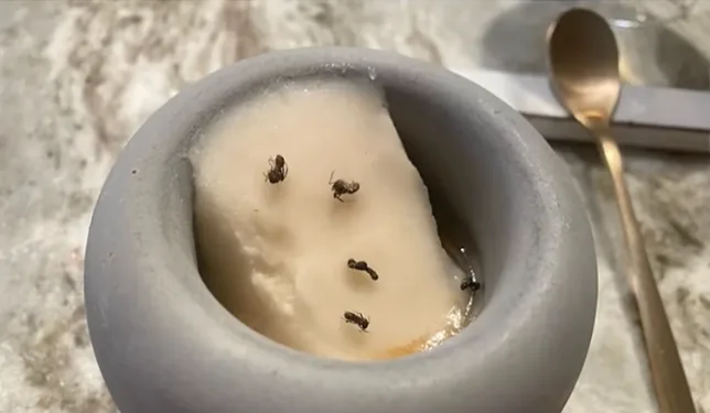À Séoul, un restaurant étoilé condamné pour un sorbet saupoudré de fourmis