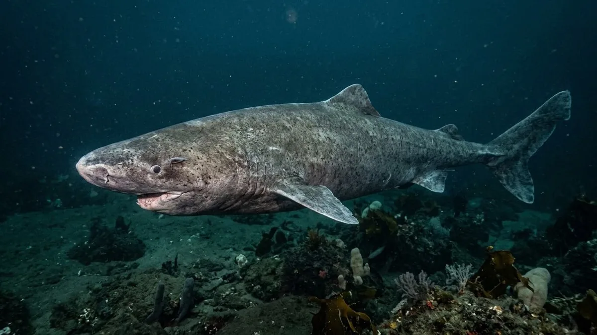El depredador marino que puede vivir más de 400 años y se reproduce recién a los 150