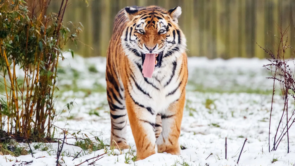 Nordengland: Sibirischer Tiger tötet Zoobesucher