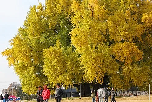 단풍철 맞아 원주 반계리 은행나무 버스 주말·공휴일 증회