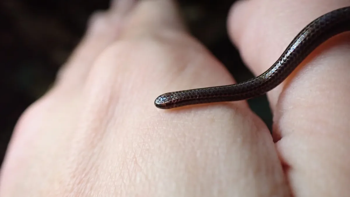 Scientists overturned hundreds of rocks in Barbados and found the world's smallest snake