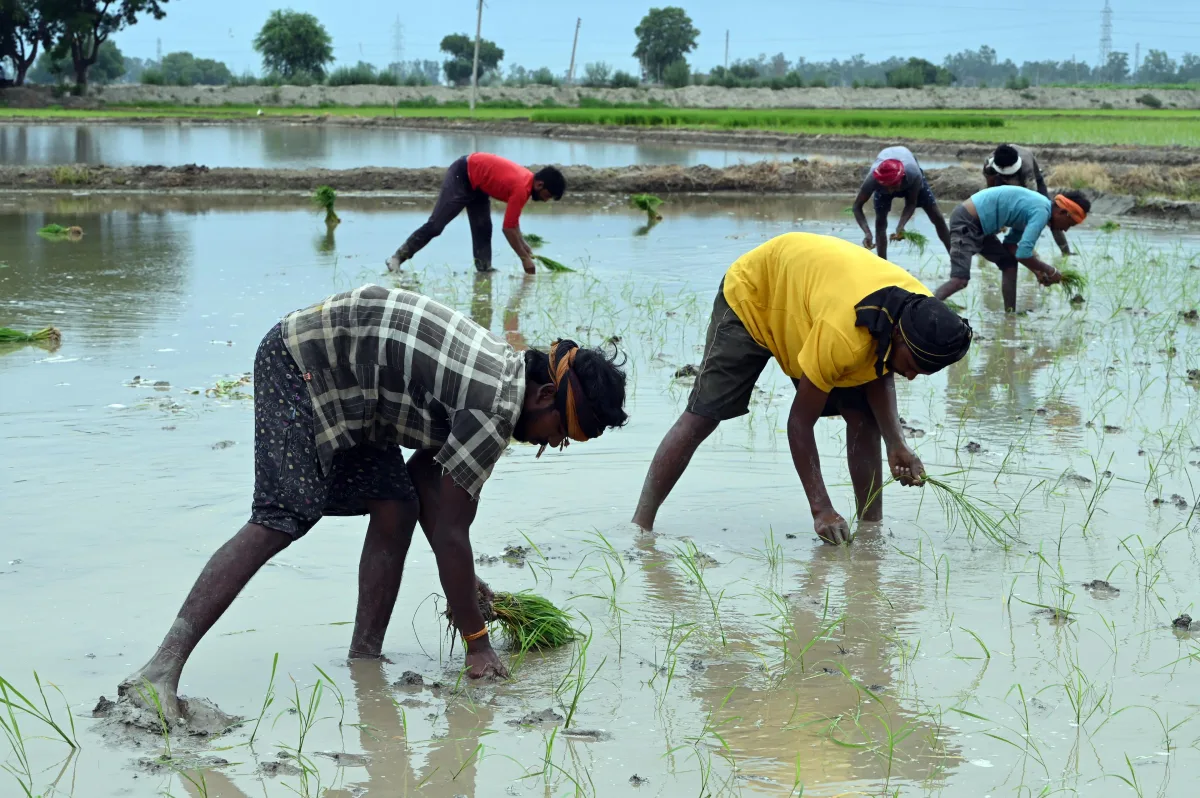 Weak monsoon threatens India's key crops, raises risk of food price rise