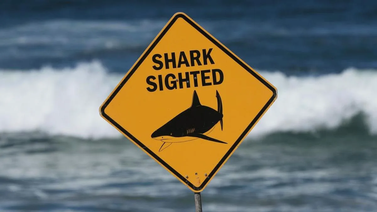 Shark drones make for a safer summer but no guarantees