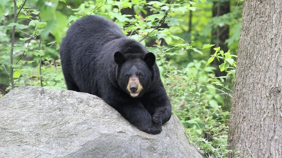 Bear breaks into Alaska hospital at 2 am, helps itself to an early Halloween candy buffet
