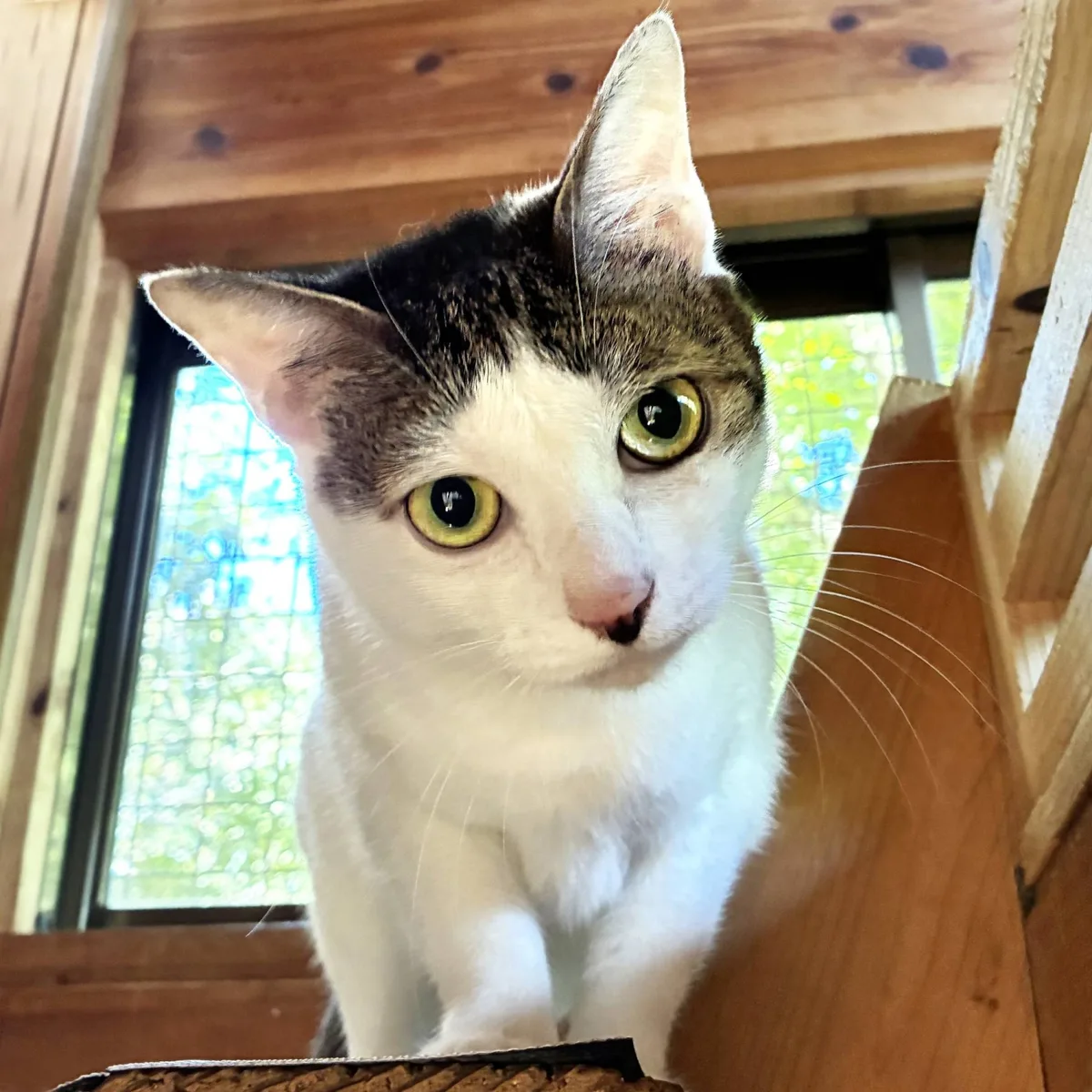 Kashiwamochi is sweet and shy and looking for a new home