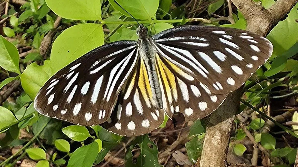 Rare butterfly sighted in Tamil Nadu’s Villupuram