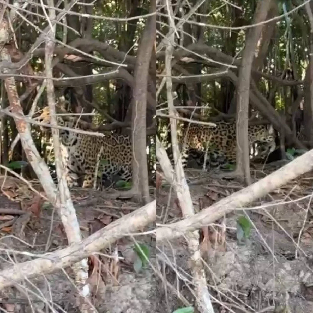 VÍDEO: Onça-pintada é flagrada às margens do Rio Guaporé entre Rondônia e Mato Grosso