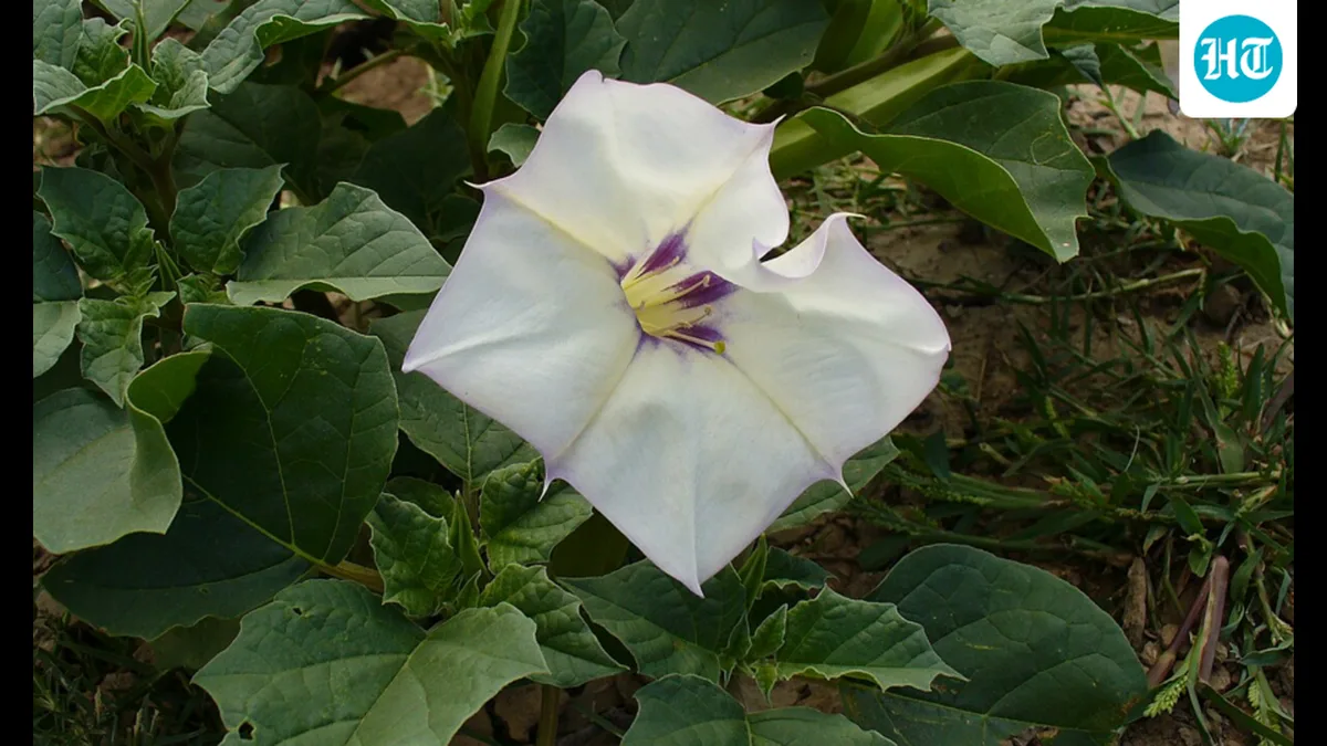 Suspend food licences of e-com sites for selling poisonous datura: Karnataka FDA