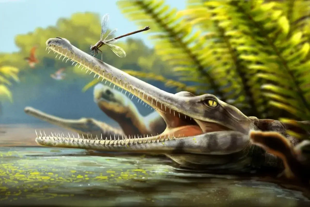 New ancient crocodile relative with narrow snout filled with needle-like teeth discovered by scientists
