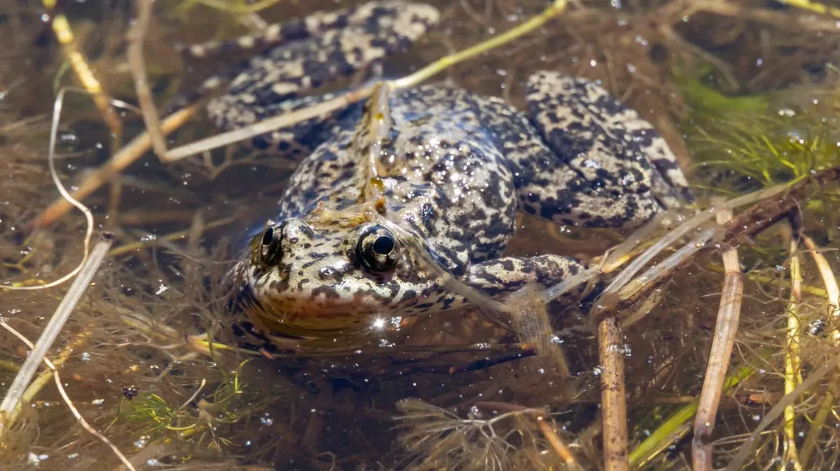 Liberan más de 10.000 ranas en peligro de extinción: el operativo en California para recuperar sus poblaciones
