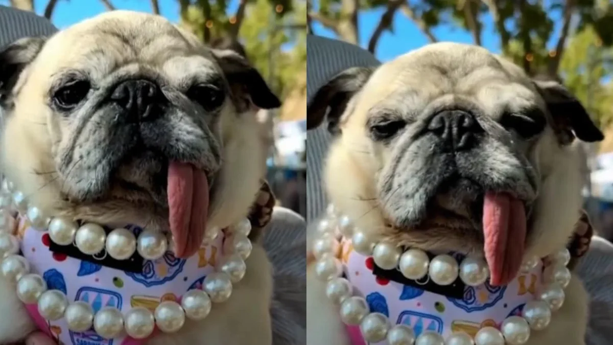 6-Year-Old Pug Jinny Lu Wins 2026 World's Ugliest Dog Contest