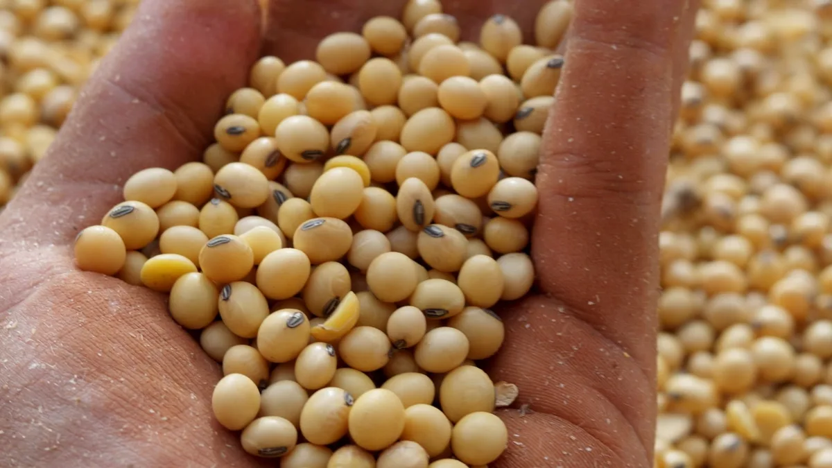A importância da soja para Ipiranga do Norte, cidade que receberá a Abertura Nacional do Plantio 26/27