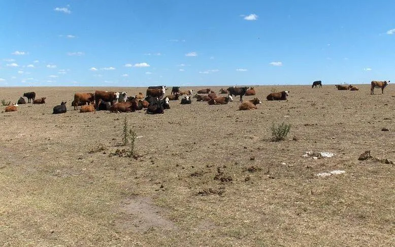 La economía uruguaya cayó por la sequía: la soja explicó el desplome del agro pero el gobierno es optimista