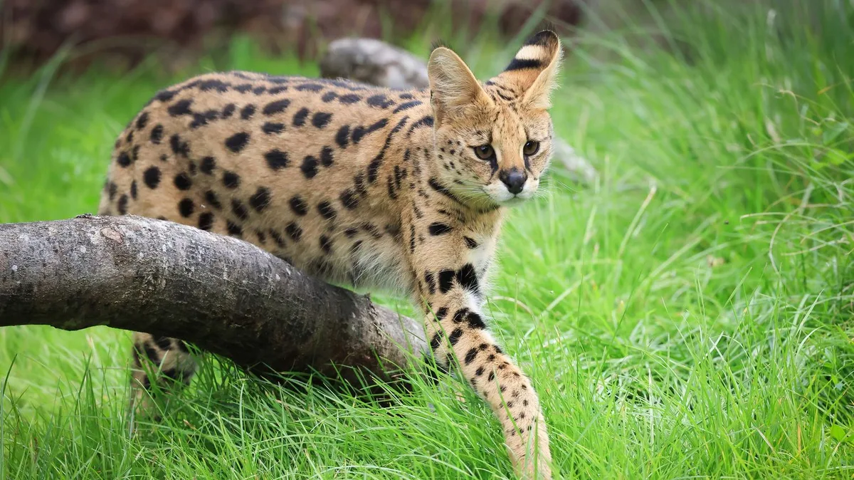 Des images d'animaux générées par l'intelligence artificielle menacent faune et humains