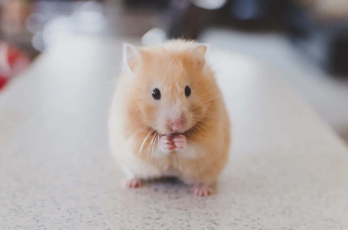 'Serial killer de hamsters' é preso no Japão acusado de matar 30 roedores dentro de hotel