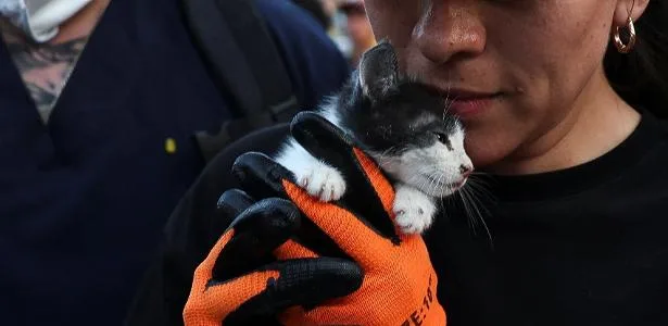 Gatinho é resgatado dos escombros após terremoto na Colômbia