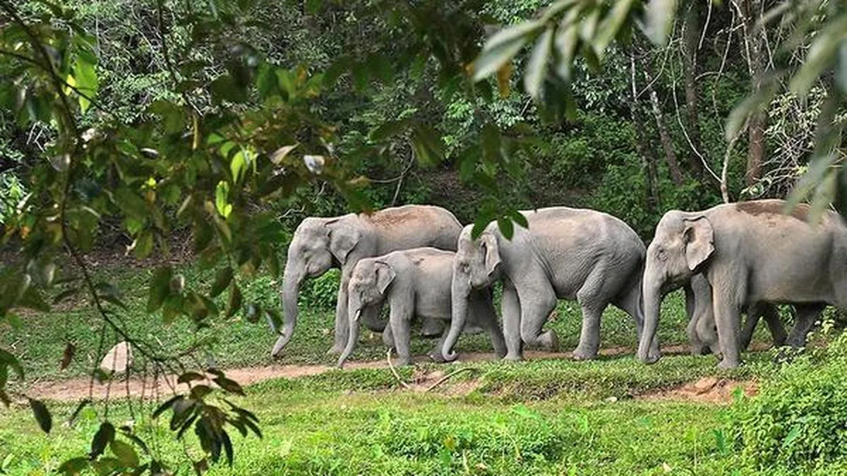 Elephant corridors in Keralam’s Athirappilly to be restored, says Minister