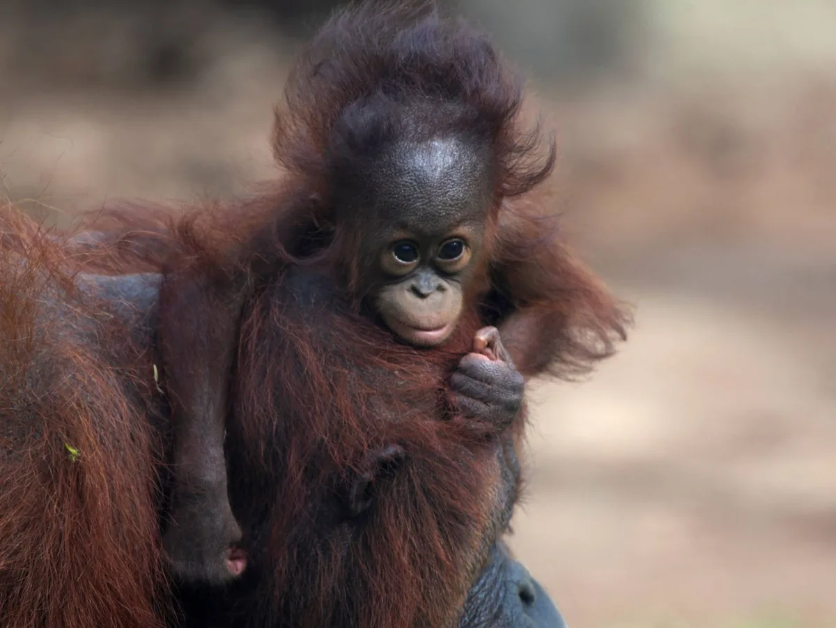 Baby orangutans in India expose ‘frightening’ scale of trafficking