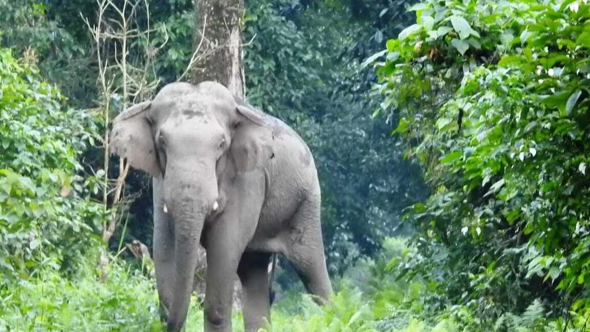 Guwahati school students document 1,517 species in biodiversity survey