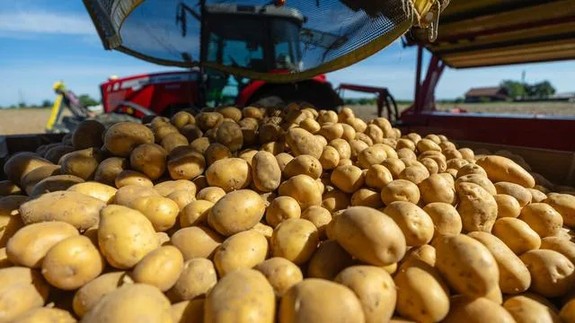 Dürre in Baden-Württemberg: Dürre bringt Höfe laut Bauernverband in Existenznöte