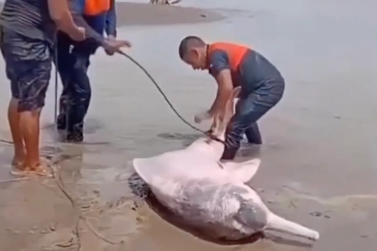 Boto-cor-de-rosa é resgatado após ficar encalhado no Rio Solimões, no Amazonas