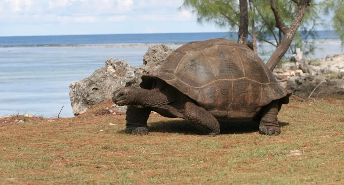 Uma ilha das Seychelles escondia 180 mil tartarugas-gigantes