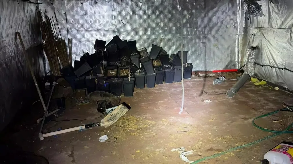 Compran una casa en un pueblo de Castellón y descubren que los antiguos dueños se habían dejado una plantación de marihuana