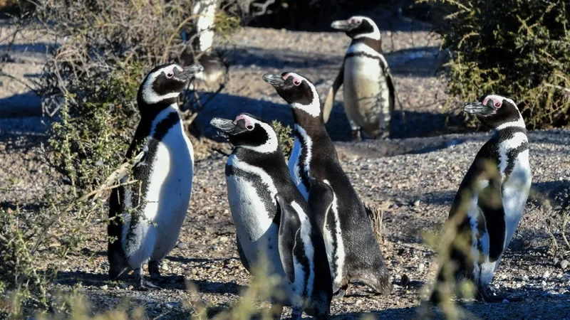 Les manchots du Cap vont tous quitter Nausicaá après 20 ans de présence dans l'aquarium de Boulogne-sur-Mer