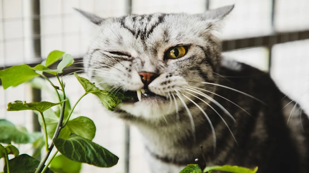 Lilien, Efeu, etc. - Vorsicht! Diese Pflanzen sind für Katzen giftig