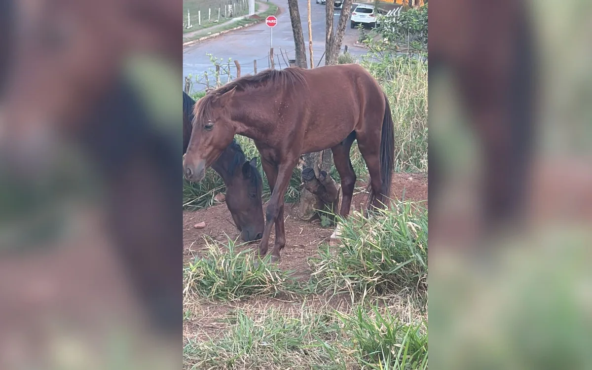 Polícia investiga suspeita de castração de cavalo sem anestesia em ambiente de risco