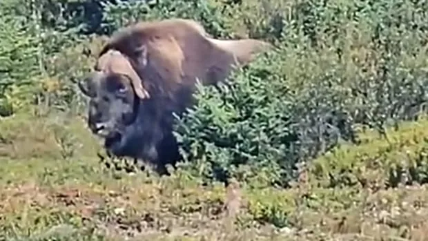 Extremely rare muskox sighting in Labrador | The Moment