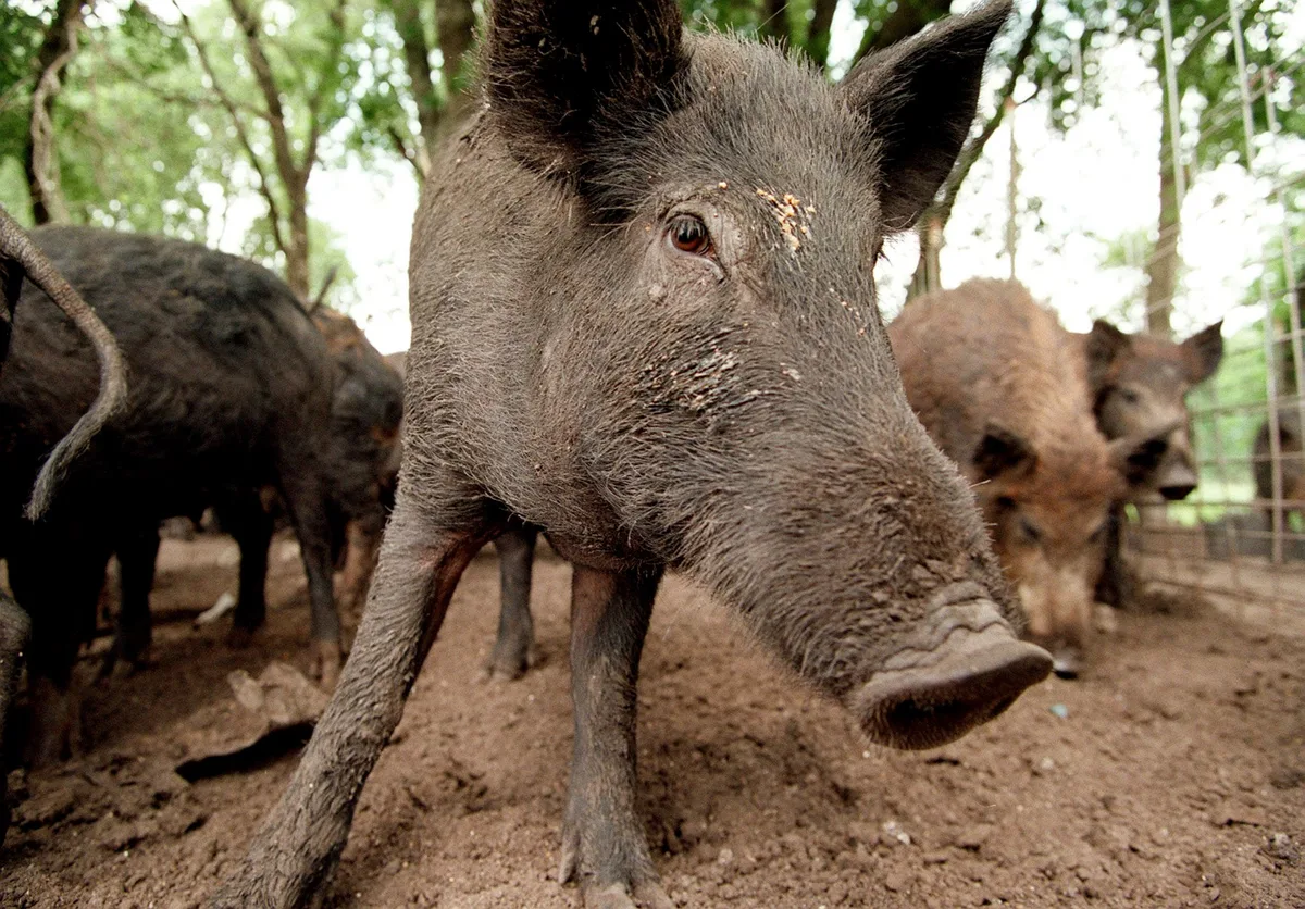 Feral hogs are running wild in 35 states and the Senate is debating whether to triple funding
