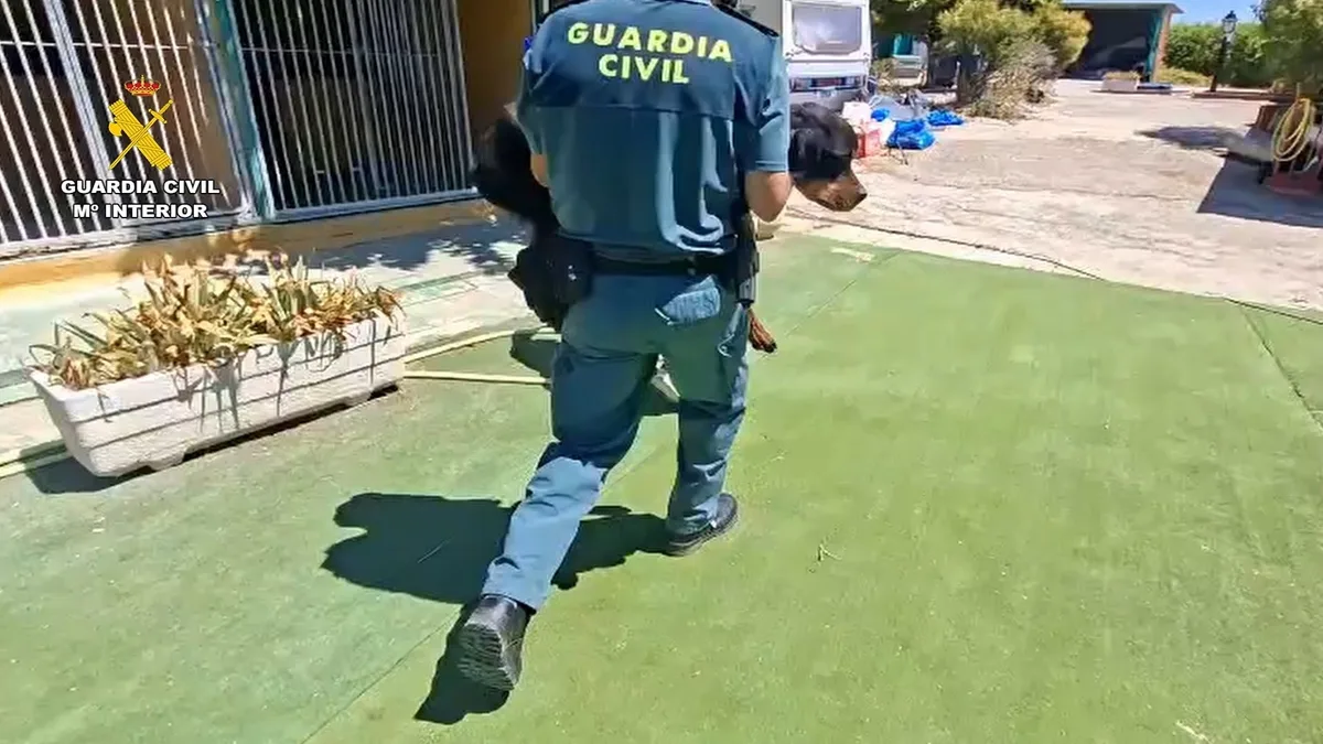 Perros sin comida ni agua y rodeados de parásitos: cierran una escuela canina en Navalcarnero (Madrid) por presunto maltrato animal