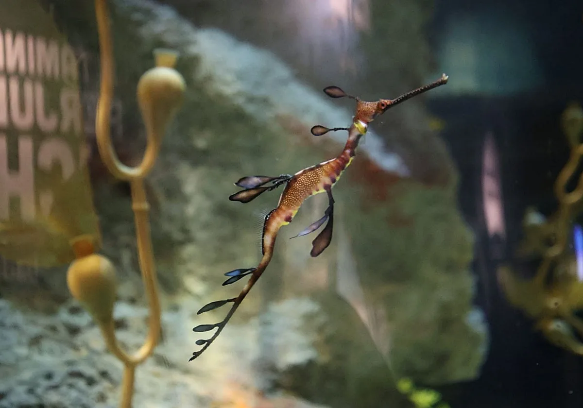 El Acuario de Sevilla incorpora a sus instalaciones los dragones de mar, una extaordinaria especie