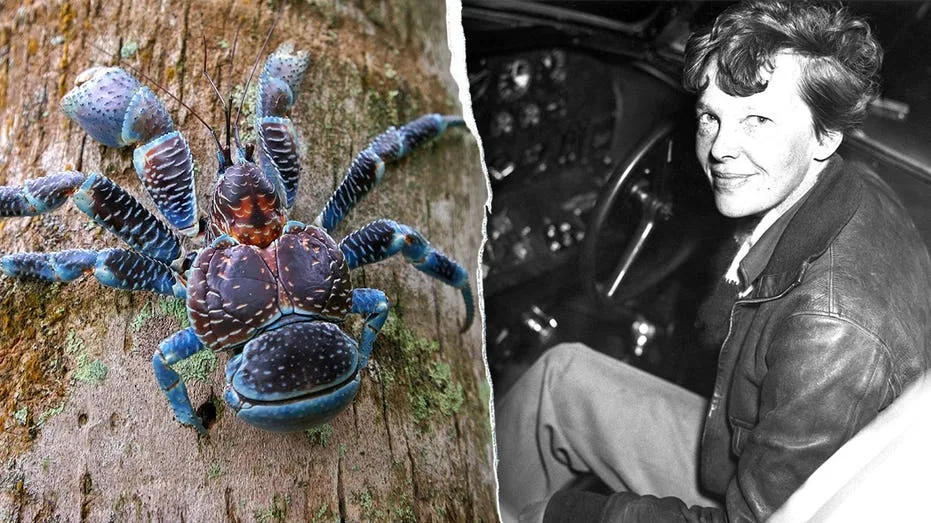 Giant meat-eating crabs with crushing grip complicate Amelia Earhart expedition on remote island