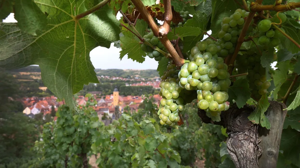 Lese für den neuen Jahrgang: Umplanen im Winzerland – Oliven statt Wein?