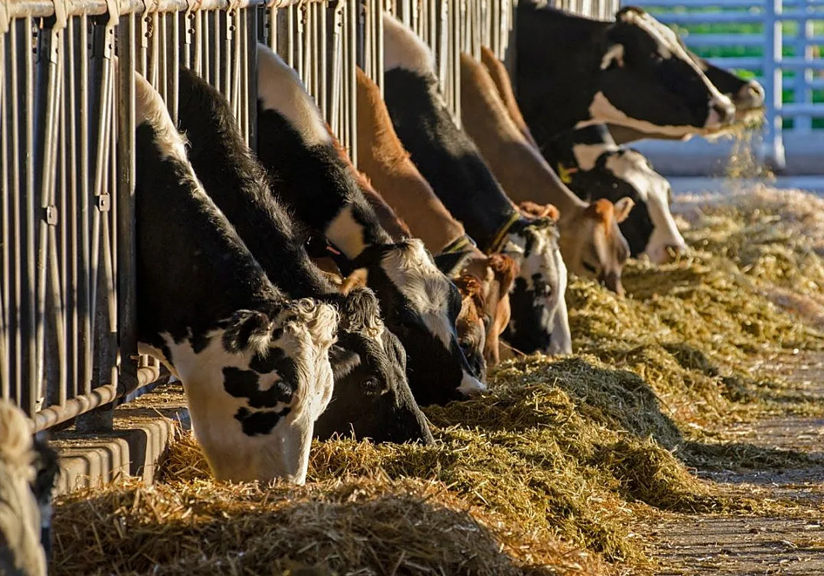 ¿Vacas alimentándose con algas? Un proyecto pionero lo va a probar