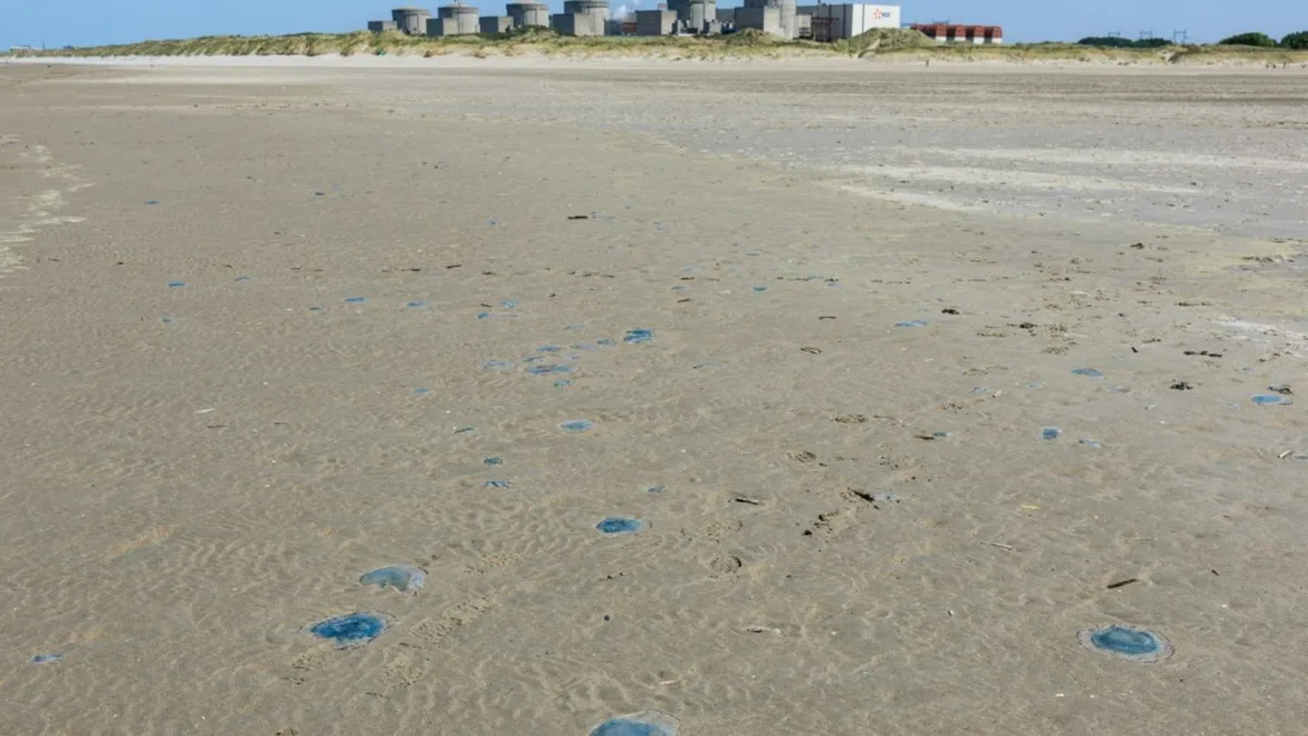 Quallenplage in Frankreich führt erneut zu Abschaltung von Atomreaktoren