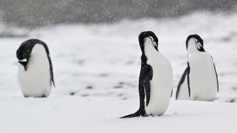 Alerta en la comunidad científica: la población de una especie de pingüinos cayó a menos de la mitad en una isla antártica