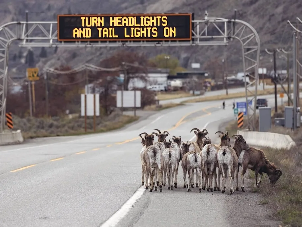 Truck Crashes and Fuel Spills Are Endangering BC’s Wild Sheep
