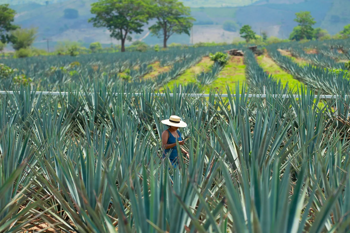 ¿Habrá tequila del Bienestar? Gobierno reconoce “problema” en precio del agave en México y alista plan para ayudar a productores