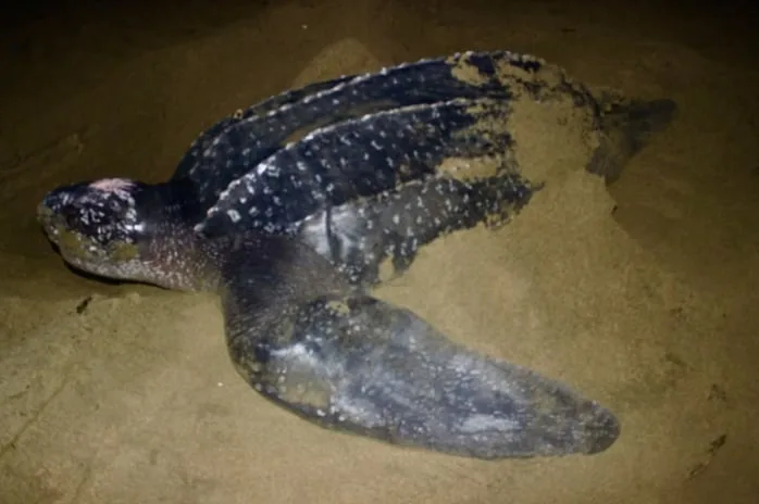 La tortuga baula, la más grande de las especies, vuelve a anidar en las costas del Pacífico panameño