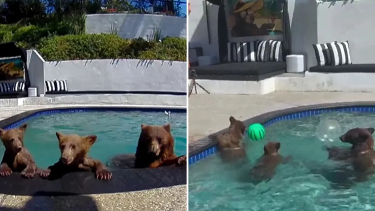 Una familia de osos convirtió la piscina de una pareja de California en su lugar refugio