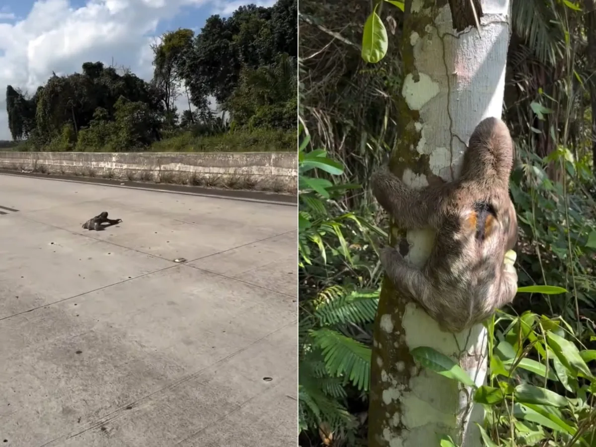 Biólogo resgata preguiças de atropelamento na BR-101 em Alagoas; VÍDEO